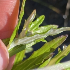 Euchiton limosus at Gooandra, NSW - 26 Jan 2023 10:37 AM