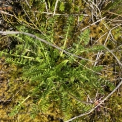 Oreomyrrhis ciliata (Bog Carraway) at Gooandra, NSW - 26 Jan 2023 by NedJohnston