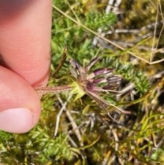 Oreomyrrhis ciliata at Gooandra, NSW - 26 Jan 2023 10:46 AM