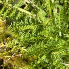 Oreomyrrhis ciliata at Gooandra, NSW - 26 Jan 2023