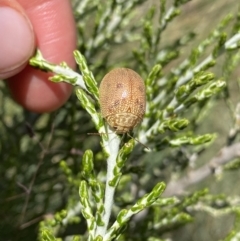 Paropsis atomaria (Eucalyptus leaf beetle) at Kosciuszko National Park - 25 Jan 2023 by Ned_Johnston