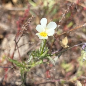 Viola arvensis at Gooandra, NSW - 26 Jan 2023 10:58 AM