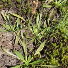 Plantago alpestris (Veined Plantain) at Gooandra, NSW - 26 Jan 2023 by NedJohnston