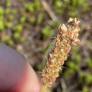 Plantago alpestris at Gooandra, NSW - 26 Jan 2023