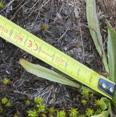 Plantago alpestris at Gooandra, NSW - 26 Jan 2023