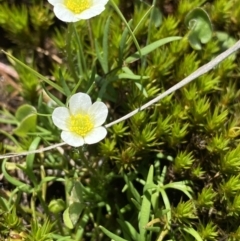 Ranunculus millanii (Dwarf Buttercup) at Gooandra, NSW - 26 Jan 2023 by NedJohnston