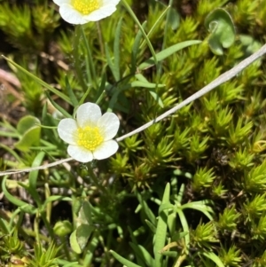 Ranunculus millanii at Gooandra, NSW - 26 Jan 2023 11:27 AM