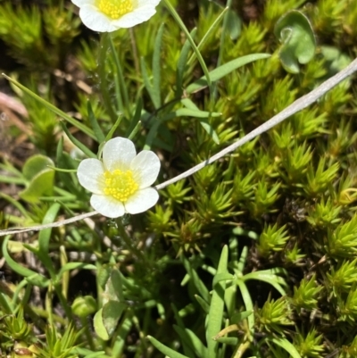 Ranunculus millanii (Dwarf Buttercup) at Gooandra, NSW - 26 Jan 2023 by Ned_Johnston