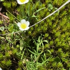 Ranunculus millanii at Gooandra, NSW - 26 Jan 2023 11:27 AM