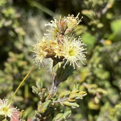 Kunzea muelleri (Yellow Kunzea) at Kosciuszko National Park - 26 Jan 2023 by Ned_Johnston