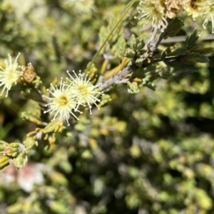 Kunzea muelleri at Long Plain, NSW - 26 Jan 2023 11:53 AM