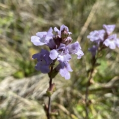 Euphrasia collina (Purple Eye-bright) at Long Plain, NSW - 26 Jan 2023 by NedJohnston