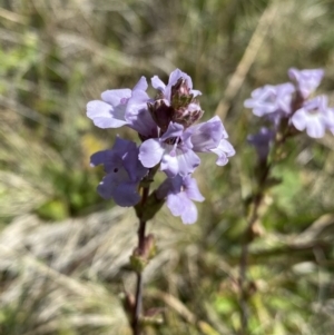 Euphrasia collina at Long Plain, NSW - 26 Jan 2023