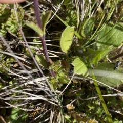 Euphrasia collina at Long Plain, NSW - 26 Jan 2023