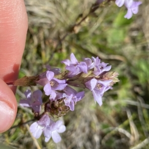 Euphrasia collina at Long Plain, NSW - 26 Jan 2023