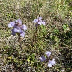 Euphrasia collina at Long Plain, NSW - 26 Jan 2023