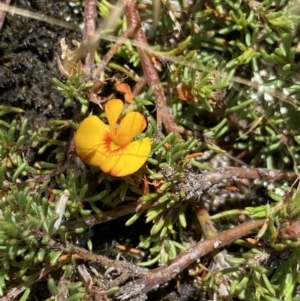 Pultenaea fasciculata at Long Plain, NSW - 26 Jan 2023 12:05 PM