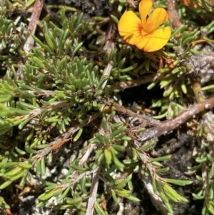 Pultenaea fasciculata at Long Plain, NSW - 26 Jan 2023 12:05 PM