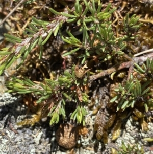 Pultenaea fasciculata at Long Plain, NSW - 26 Jan 2023 12:05 PM