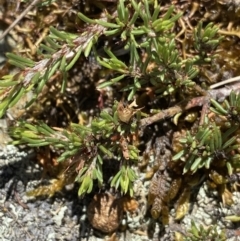 Pultenaea fasciculata at Long Plain, NSW - 26 Jan 2023