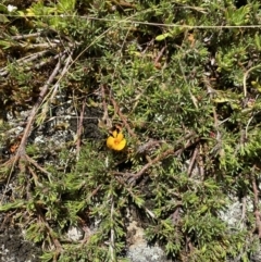 Pultenaea fasciculata at Long Plain, NSW - 26 Jan 2023 12:05 PM