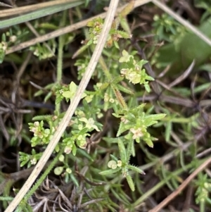 Galium gaudichaudii at Long Plain, NSW - 26 Jan 2023