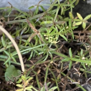 Galium gaudichaudii at Long Plain, NSW - 26 Jan 2023