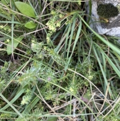 Galium gaudichaudii at Long Plain, NSW - 26 Jan 2023