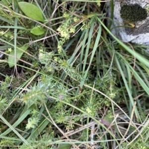 Galium gaudichaudii at Long Plain, NSW - 26 Jan 2023