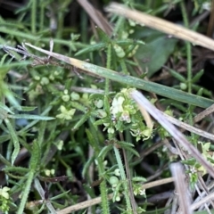 Galium gaudichaudii at Long Plain, NSW - 26 Jan 2023