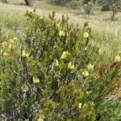 Callistemon pityoides (Alpine Bottlebrush) at Long Plain, NSW - 26 Jan 2023 by NedJohnston