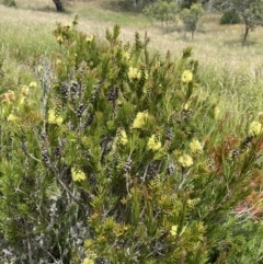 Callistemon pityoides (Alpine Bottlebrush) at Kosciuszko National Park - 26 Jan 2023 by Ned_Johnston