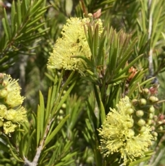 Callistemon pityoides at Long Plain, NSW - 26 Jan 2023 01:19 PM