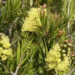 Callistemon pityoides at Long Plain, NSW - 26 Jan 2023 01:19 PM