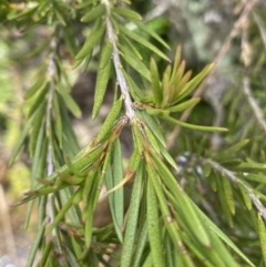 Callistemon pityoides at Long Plain, NSW - 26 Jan 2023 01:19 PM