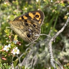 Heteronympha cordace (Bright-eyed Brown) at Kosciuszko National Park - 26 Jan 2023 by Ned_Johnston