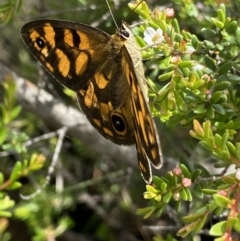 Heteronympha cordace at Long Plain, NSW - 26 Jan 2023