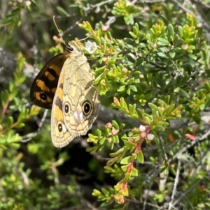 Heteronympha cordace at Long Plain, NSW - 26 Jan 2023