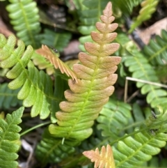 Blechnum penna-marina (Alpine Water Fern) at Long Plain, NSW - 26 Jan 2023 by NedJohnston