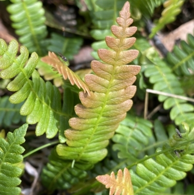 Blechnum penna-marina (Alpine Water Fern) at Long Plain, NSW - 26 Jan 2023 by NedJohnston
