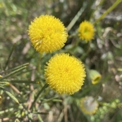 Leptorhynchos elongatus (Lanky Buttons) at Long Plain, NSW - 26 Jan 2023 by NedJohnston
