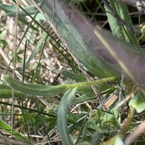 Leptorhynchos elongatus at Long Plain, NSW - 26 Jan 2023