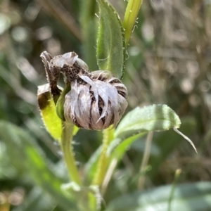 Leptorhynchos elongatus at Long Plain, NSW - 26 Jan 2023