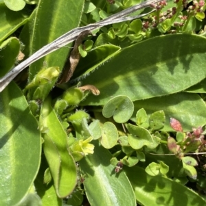 Goodenia montana at Long Plain, NSW - 26 Jan 2023