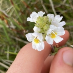 Euphrasia collina (Purple Eye-bright) at Kosciuszko National Park - 26 Jan 2023 by Ned_Johnston