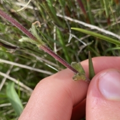 Euphrasia collina at Long Plain, NSW - 26 Jan 2023 03:06 PM