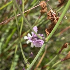 Arthropodium milleflorum (Vanilla Lily) at Long Plain, NSW - 26 Jan 2023 by NedJohnston