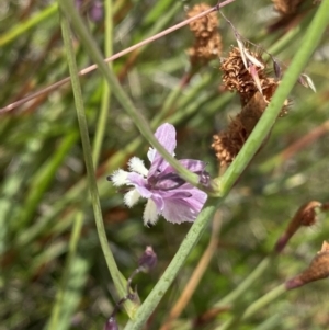 Arthropodium milleflorum at Long Plain, NSW - 26 Jan 2023