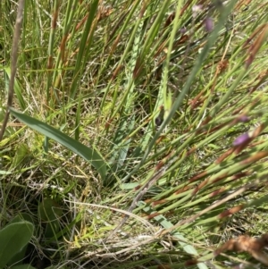 Arthropodium milleflorum at Long Plain, NSW - 26 Jan 2023