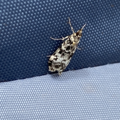 Scoparia exhibitalis (A Crambid moth) at Kosciuszko National Park - 26 Jan 2023 by Ned_Johnston